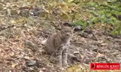 Tunceli'deki Vahşi Hayatın Büyüleyici Gözlemi