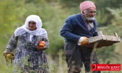 Bingöl Belediyesi'nden domates tanıtımı!