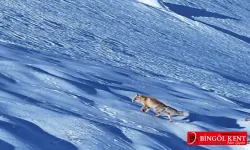 Kar Üstünde Yiyecek Arayan Tilki Dron İle Görüntülendi