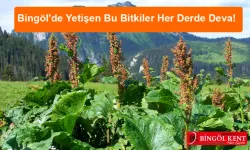 Bingöl'de Yetişen Bu Bitkiler Her Derde Deva!