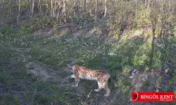 Bingöl’ün yaban hayatı görüntülendi