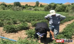 Bingöl İl Tarım'dan Üreticilere Hatırlatma: Son Başvuru Tarihi Yaklaşıyor!