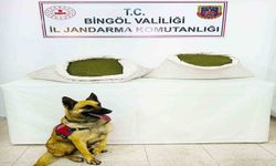 Bingöl’de 45 kilo esrar ele geçirildi