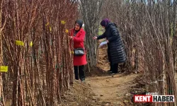 Bingöl'de Buğday Tarlaları ve Fidan Satış Yerleri Kontrol Edildi