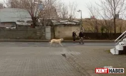 Bingöl'de Sokak Köpekleri Mahalleliyi Korkutuyor