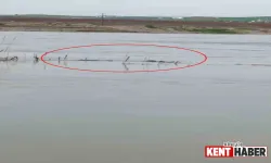 Dicle Nehri'nde Nadir Görülen Manzara