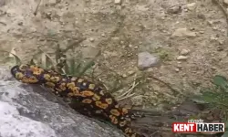 Nesli Tehlike Altındaydı! Batmanda Görüldü!