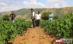 Bingöl'de Çiftçilere 'Onbinlerce' Fide Dağıtılacak...