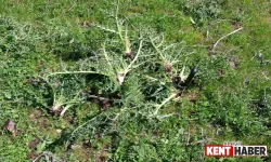 Bingöl’de Kenger Zamanı!