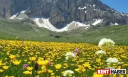 Bitki Türleri Tehdit Altında