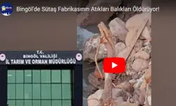 Çeltiksuyu Köyü'nde Balık Ölümleri İddialarına Tarım'dan Yanıt...