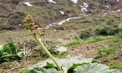Işkın, Bingöl Yaylalarını Renklendirdi...