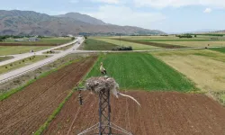 Bingöl-Elazığ- Anayolunda Direklere Yuva Yapan Leylekler Köylülerin Misafiri Oluyor!