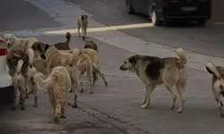 Bingöl'de Sokak Köpeği Saldırısı!