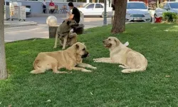 Bitmek Bilmeyen Başıboş Köpek Çilesi!