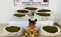 Bingöl'de Arazi Aramasında 150 Kilogram Uyuşturucu Ele Geçirildi