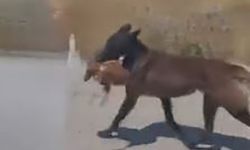 Elazığ'da Bahçeye Giren Köpek Tavuğu Telef Etti