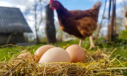 Tavuk ve Yumurta Üretiminde Artış Kaydedildi