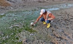 Barajdaki Yavru Balıkları Kovalarla Kurtarmaya Çalıştılar