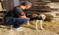 Tahtaların Altında Sıkışan Köpeğin İmdadına Yetiştiler