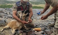 Bingöl'de Askerler, Yaralı Dağ Keçisini Eliyle Besledi