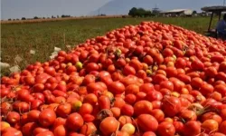 Bursa’da Salçalık Sezonu Başladı