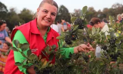 İzmit’te Aronya Hasadına Başlandı