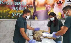 Ayağı Kırılan Köpeği Tedavi Ettiler