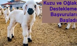 Birinci Dönem Hayvancılık Desteklemeleri Başvuruları Başladı