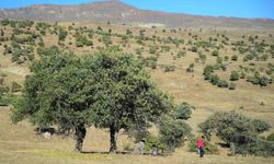 110 bin Ahlat ağacı, turizm için keşfedilmeyi bekliyor