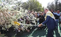 Ayvalık'ta Zeytin Festivali Heyecanı