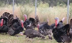 Hindi Eti Üretiminde Dikkat Çeken Artış