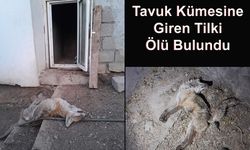 Tavuk Kümesine Giren Tilki Ölü Bulundu