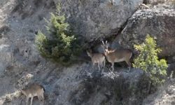 Koruma Altındaki Yaban Keçileri Merkeze İndi, Kameralara Yansıdı!