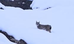 Nesli Tükenme Tehlikesi Altında Olan Vaşak Görüntülendi!