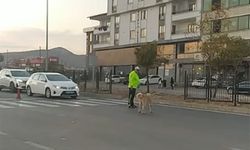 Trafik Polisi Köpek İçin Trafiği Durdurdu