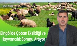 Bingöl'de Çoban Eksikliği ve Hayvancılık Sorunu Artıyor