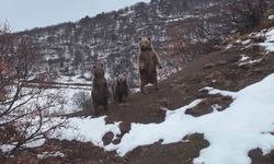 Kış Uykusuna Yatmayan Ayı Ailesi, Fotoğrafçıya Poz Verdi