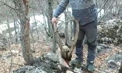 Tunceli’de Yaban Keçisi Katledildi! Vatandaş Tepki Gösterdi