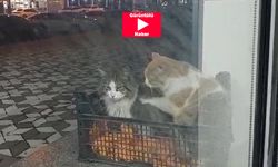 Görüntüler Bingöl’de Çekildi! Kedi İnsan Gibi Masaj Yapıyor