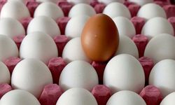 Yumurta Fiyatları Neden Artıyor? Artışlarda ki Dikkat Çeken ABD Detayı