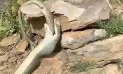 Hakkari Dağlarında Nadir Doğa Olayı: Birbirini Yutan Yılanlar Telef Oldu