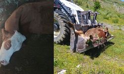 Geçimini Sağladığı İnek Telef Oldu, Gözyaşları İçinde Yardım Çağrısı Yaptı