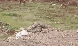 Elazığ’da Dağ Keçileri Görüntülendi