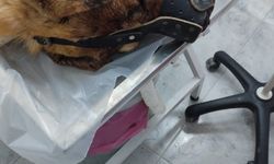 Isırdığını Öne Sürdüğü Köpeği Silahla Vurup Öldürdü