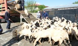 Yayla Göçü Başladı!