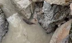 Tunceli’de Su Samurları Yeniden Görüntülendi