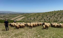 Malatya’da Küçükbaş Yetiştiricileri Yayla Göçüne Başladı