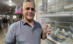 Elazığ’da Muhabbet Kuşlarına Büyük Talep