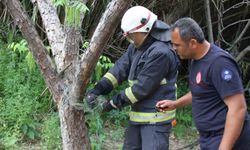 Antalya'da Ağa Dolanan Yılan, Kurtarıldı